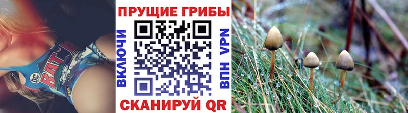 купить наркоту  Киров  Галлюциногенные грибы Psilocybe 